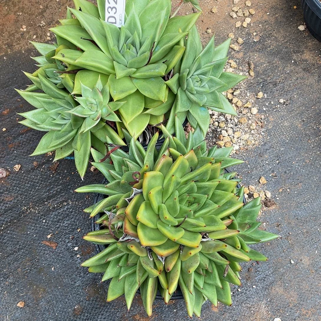若如东云组拍D325