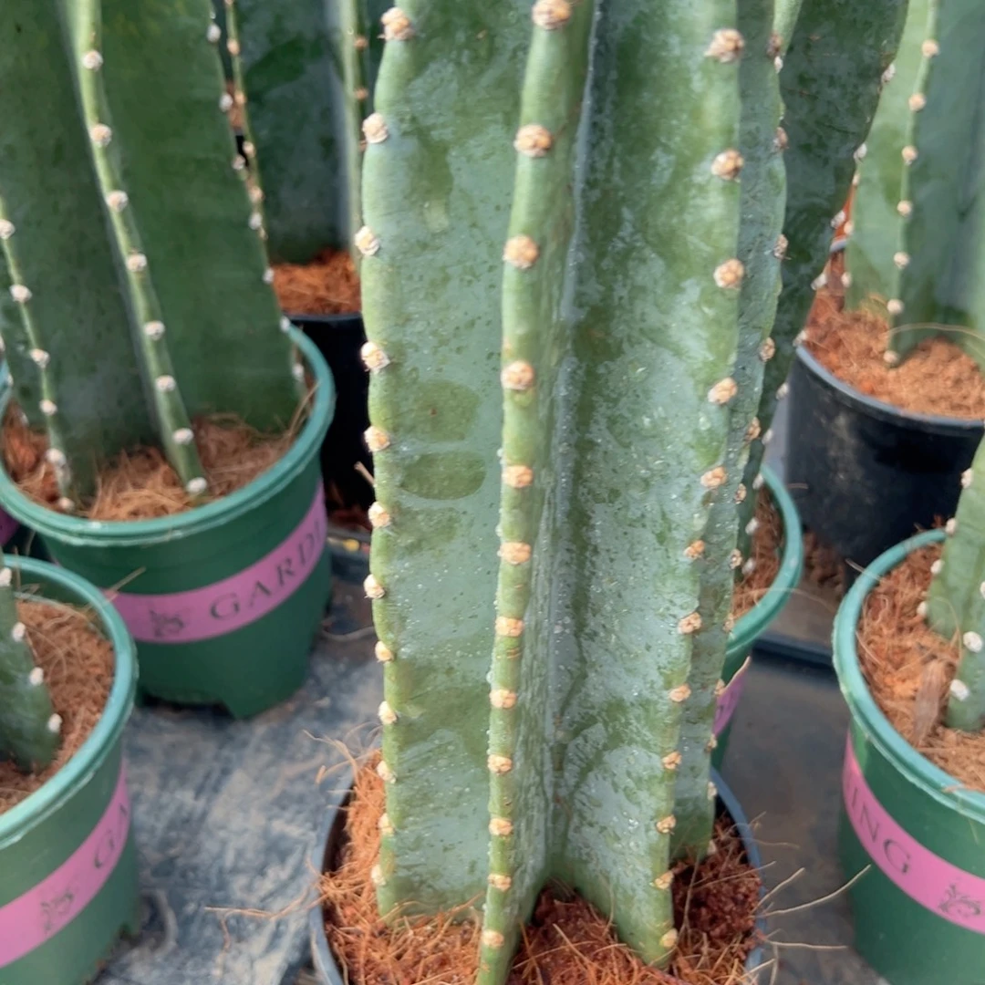 手***沙零零落落零零落落