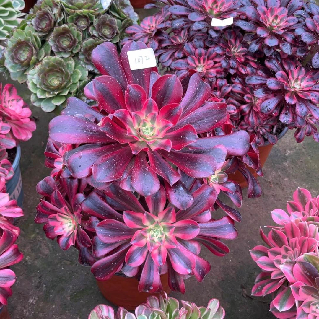 多肉植物美杜莎1072