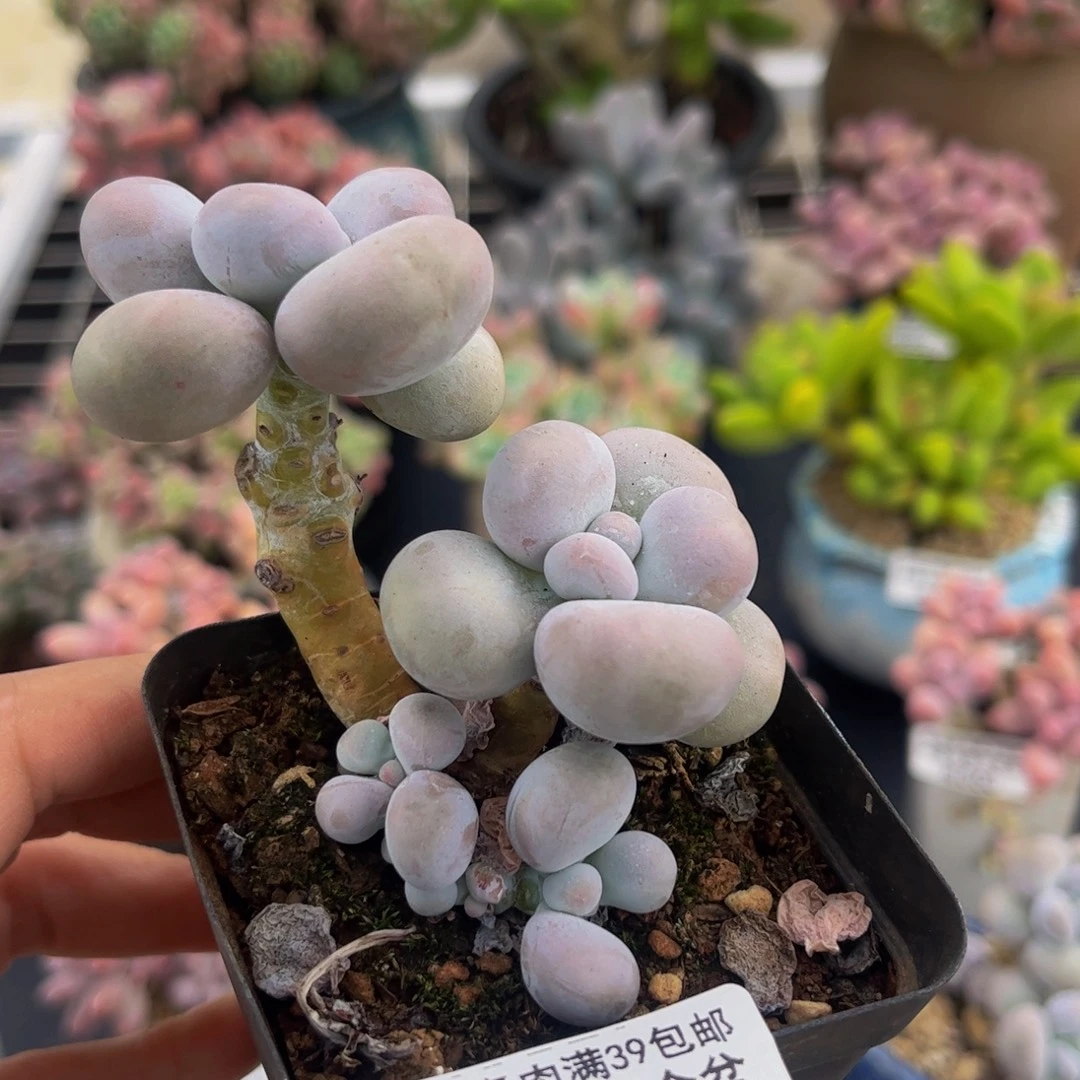 070-芭比奶多肉5cm