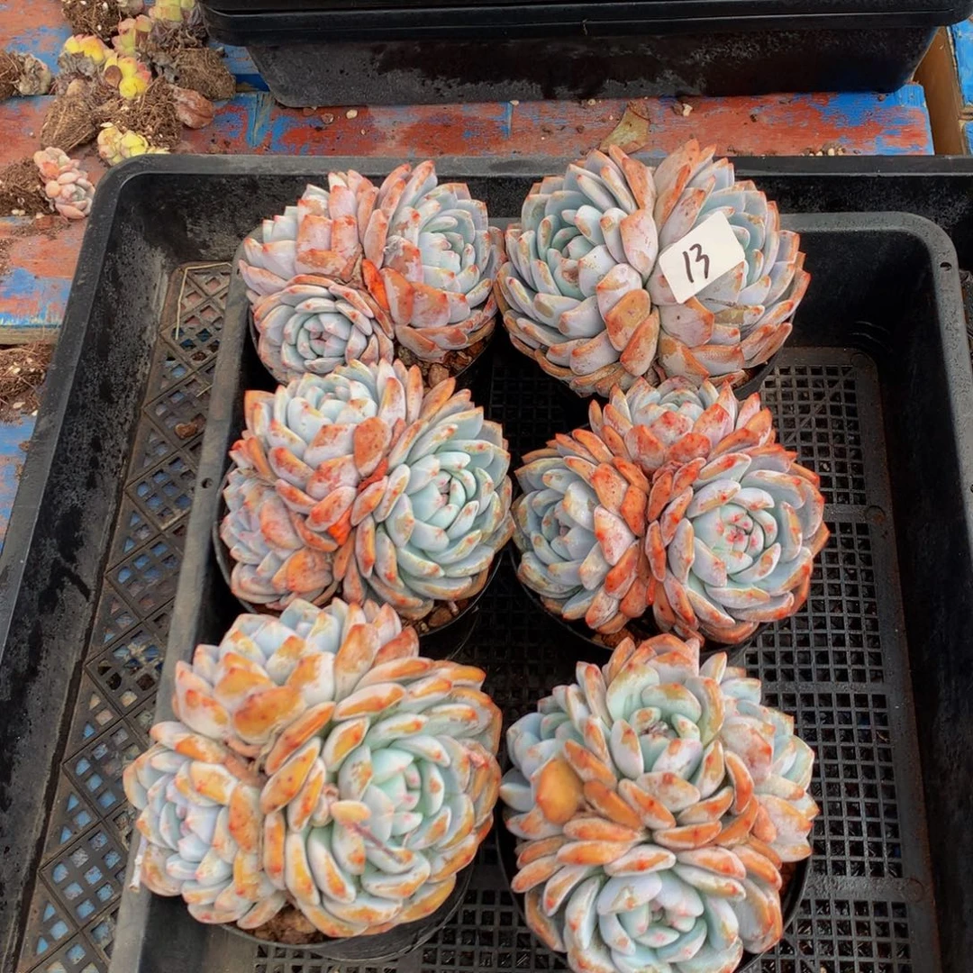 10613六个嗯嗯嗯嗯嗯嗯嗯嗯好