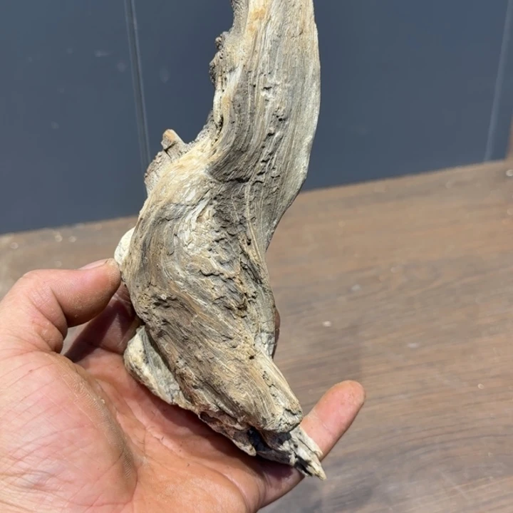 许***康柏木（崖柏）巅峰回家就斤斤计较姐姐