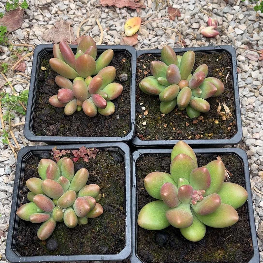 2月7号芒果奶4了，早晨的太阳发货