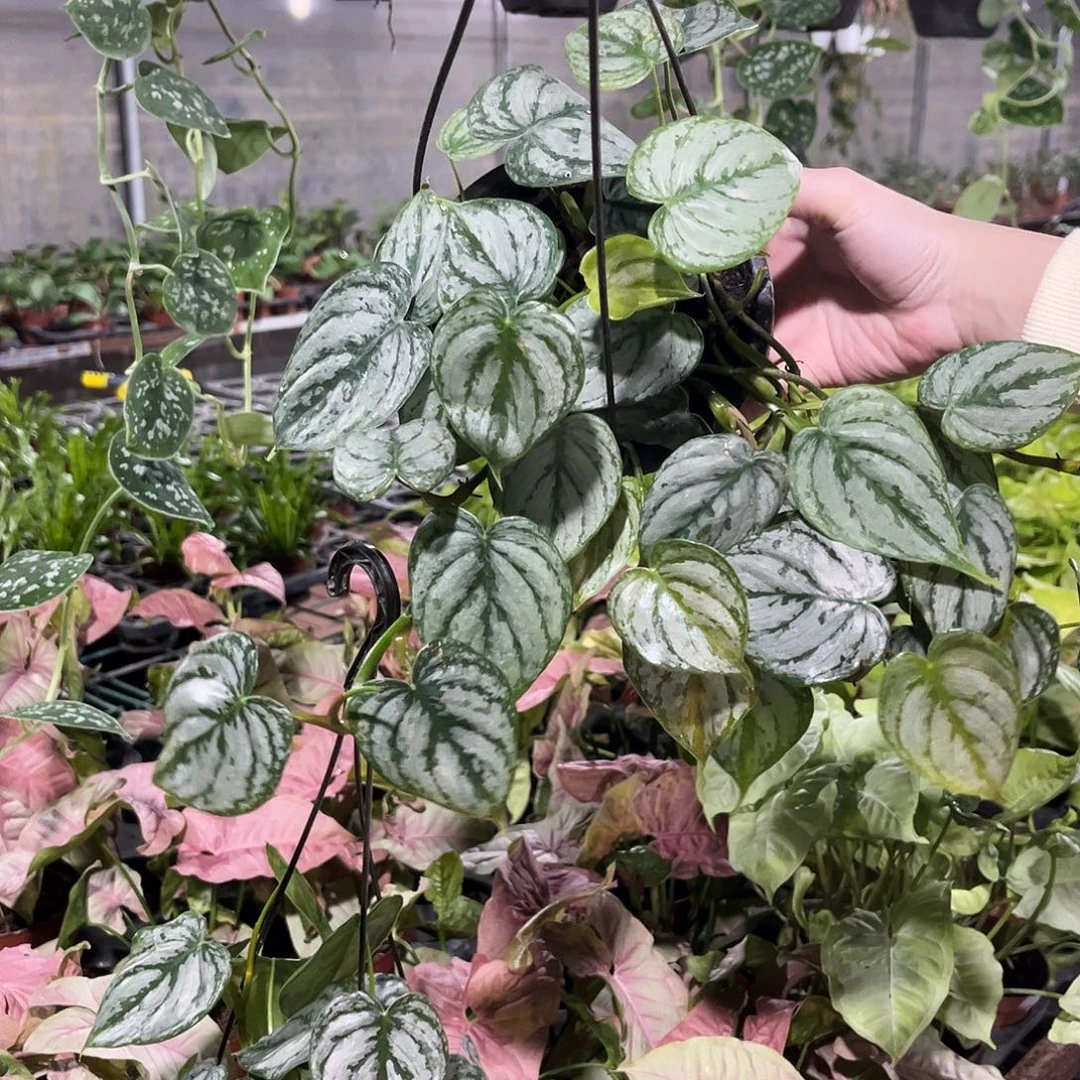 完全开放049白兰地