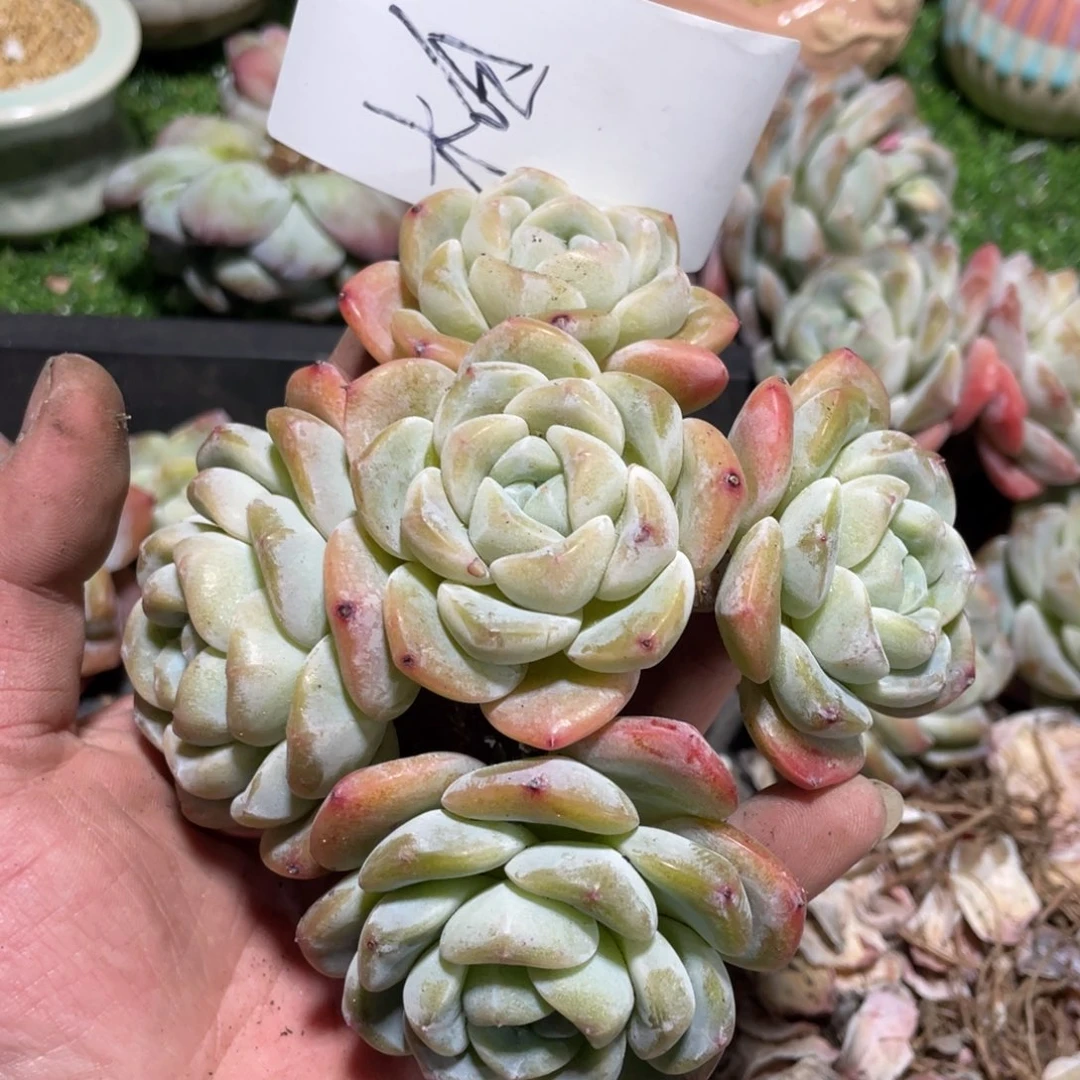 柏专拍冰玉群生老桩