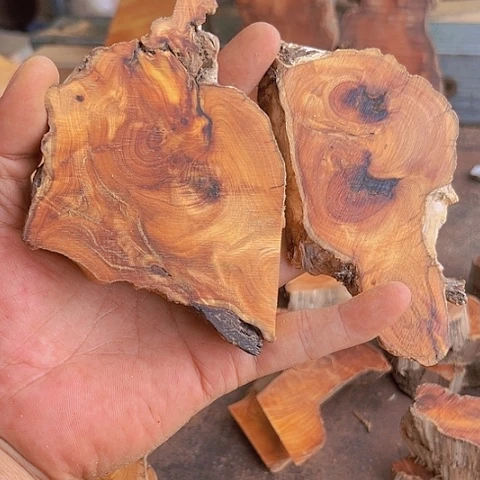 柏木（崖柏）闪购011