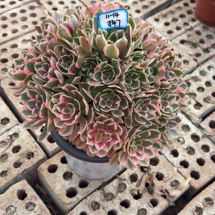 邀月歪多肉法师不包损7