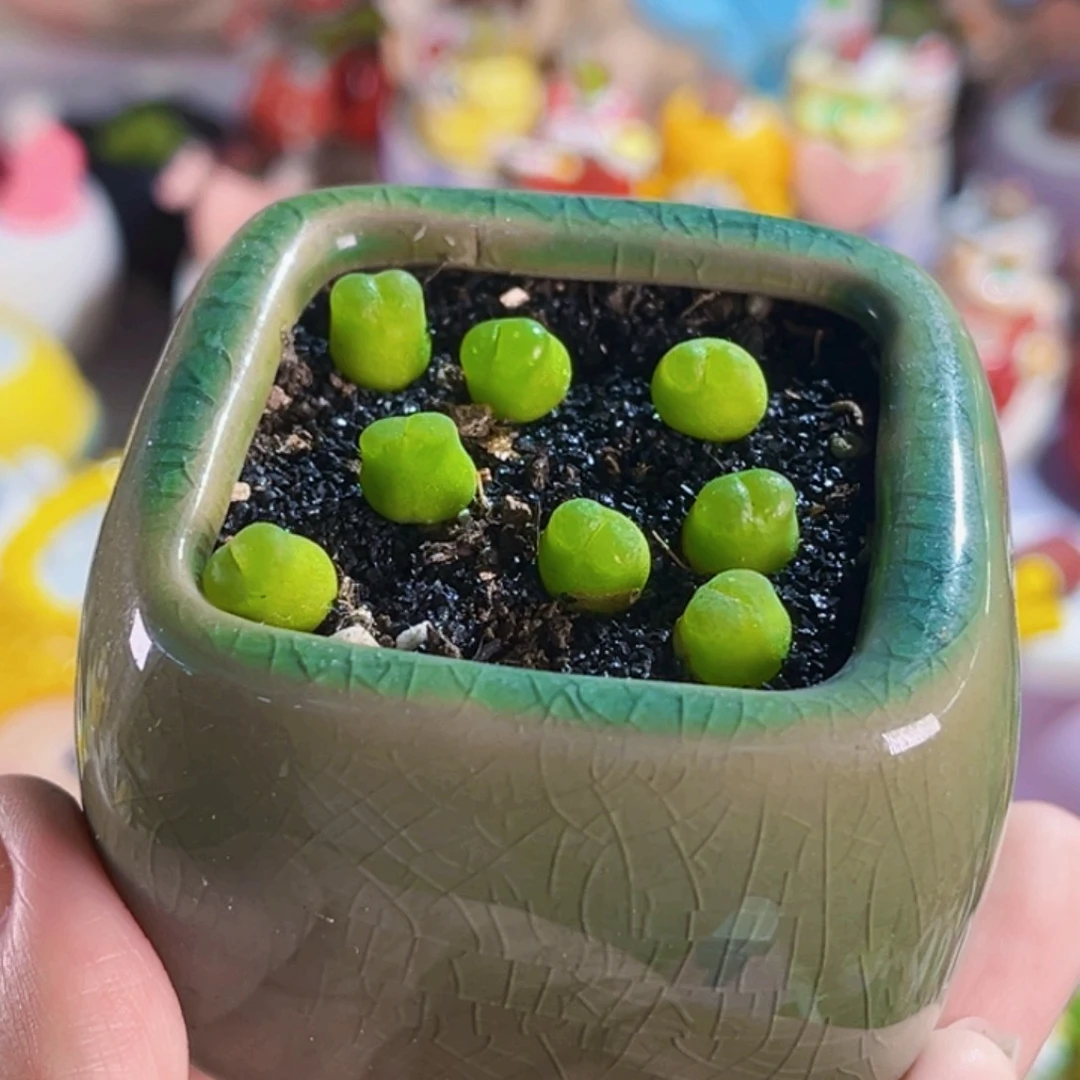 023雪茄一个任选带土包邮