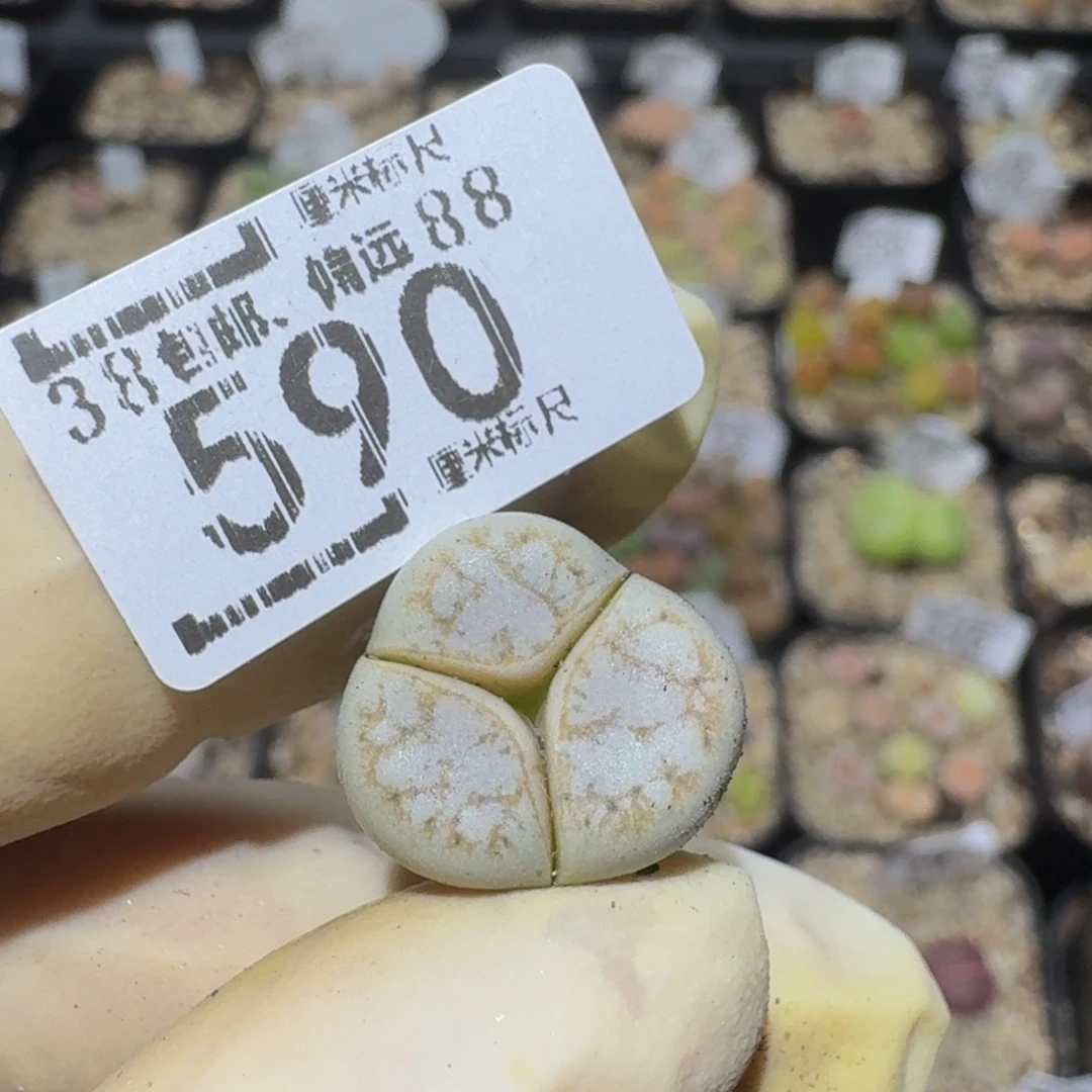 zzzzz精品生石花590