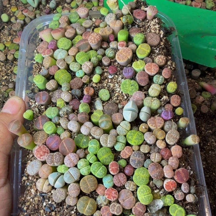 桃*仙多肉植物和野生66