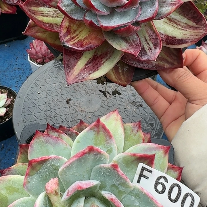 用***2惊鸿惊鸿惊鸿 600.............