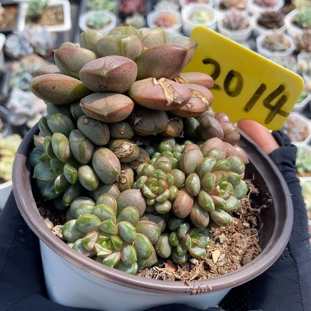 2014葡萄多肉植物保护