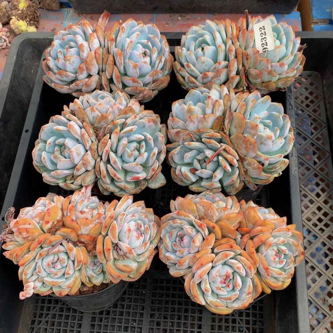 92322六个嗯嗯嗯嗯嗯嗯嗯嗯