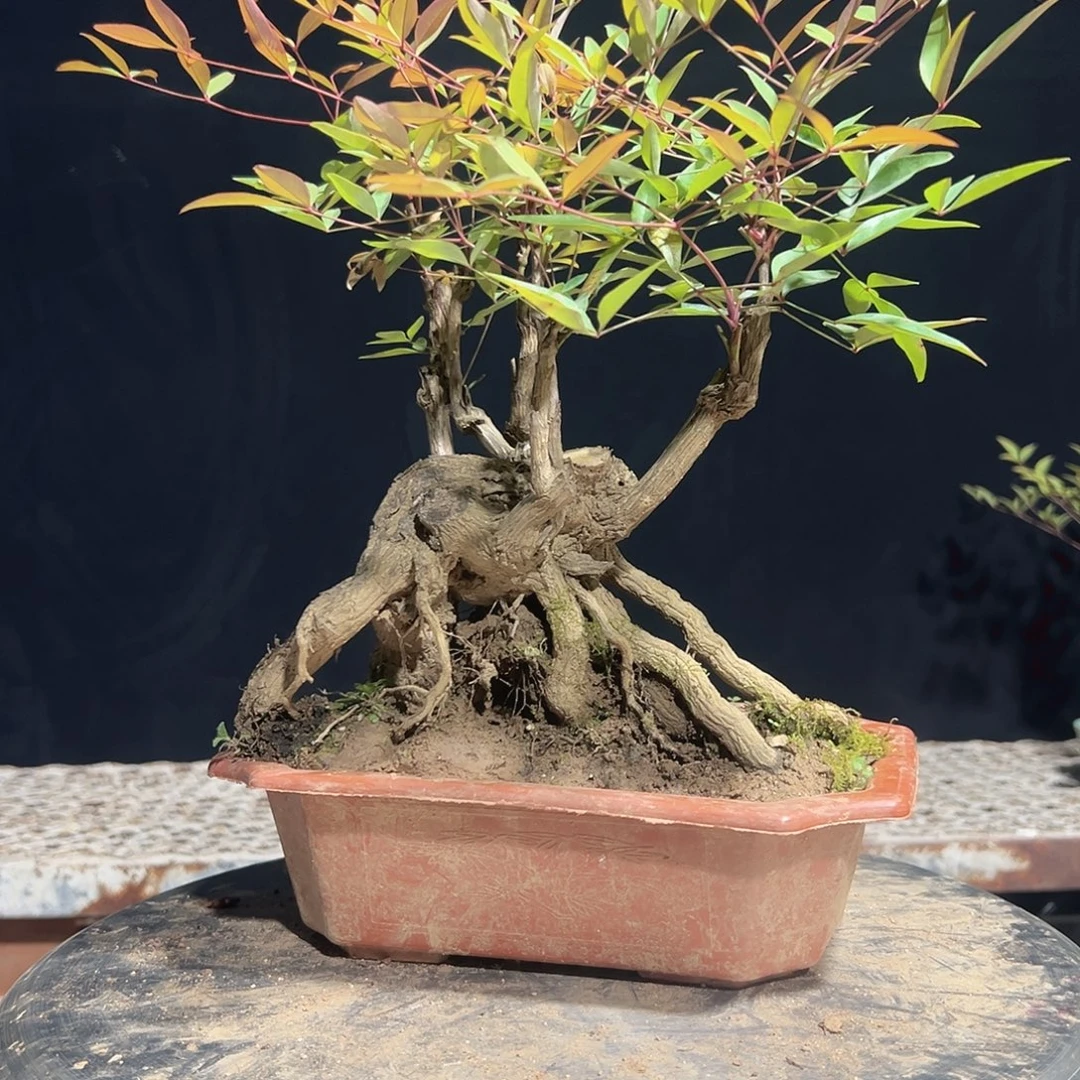 不开花植物11111111199999