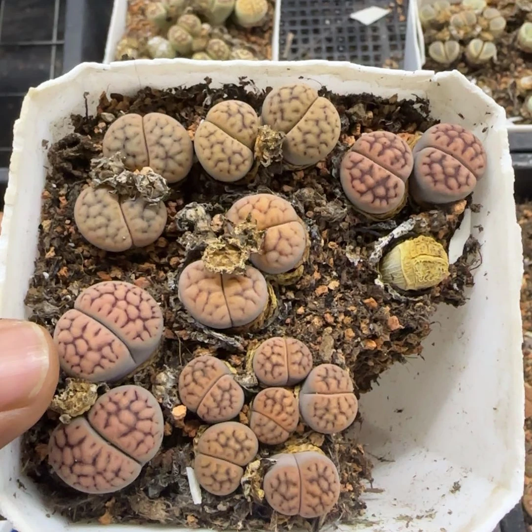 17 生石花大棚直播