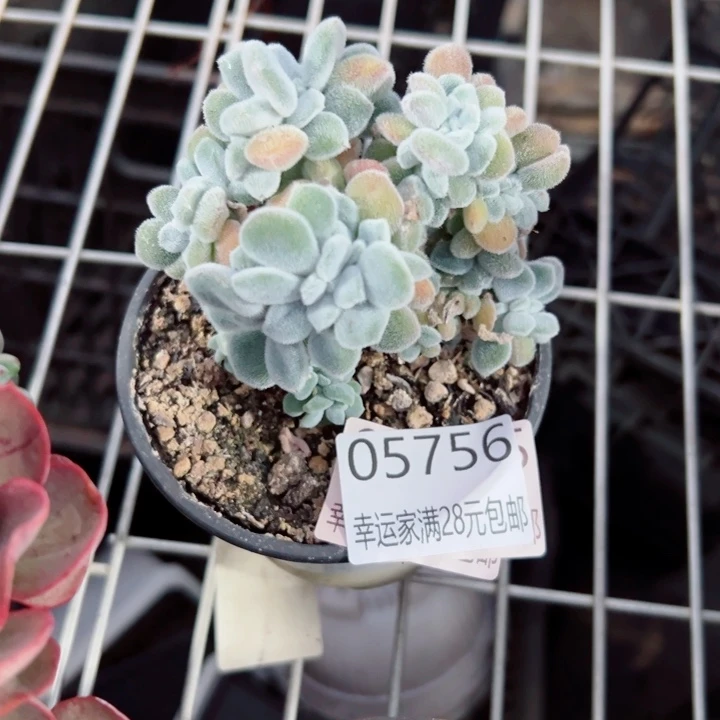 幸运的是我还没遇到过
