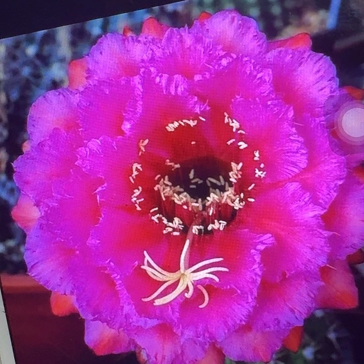 流苏侧芽5公分左右毛花柱（20包邮）