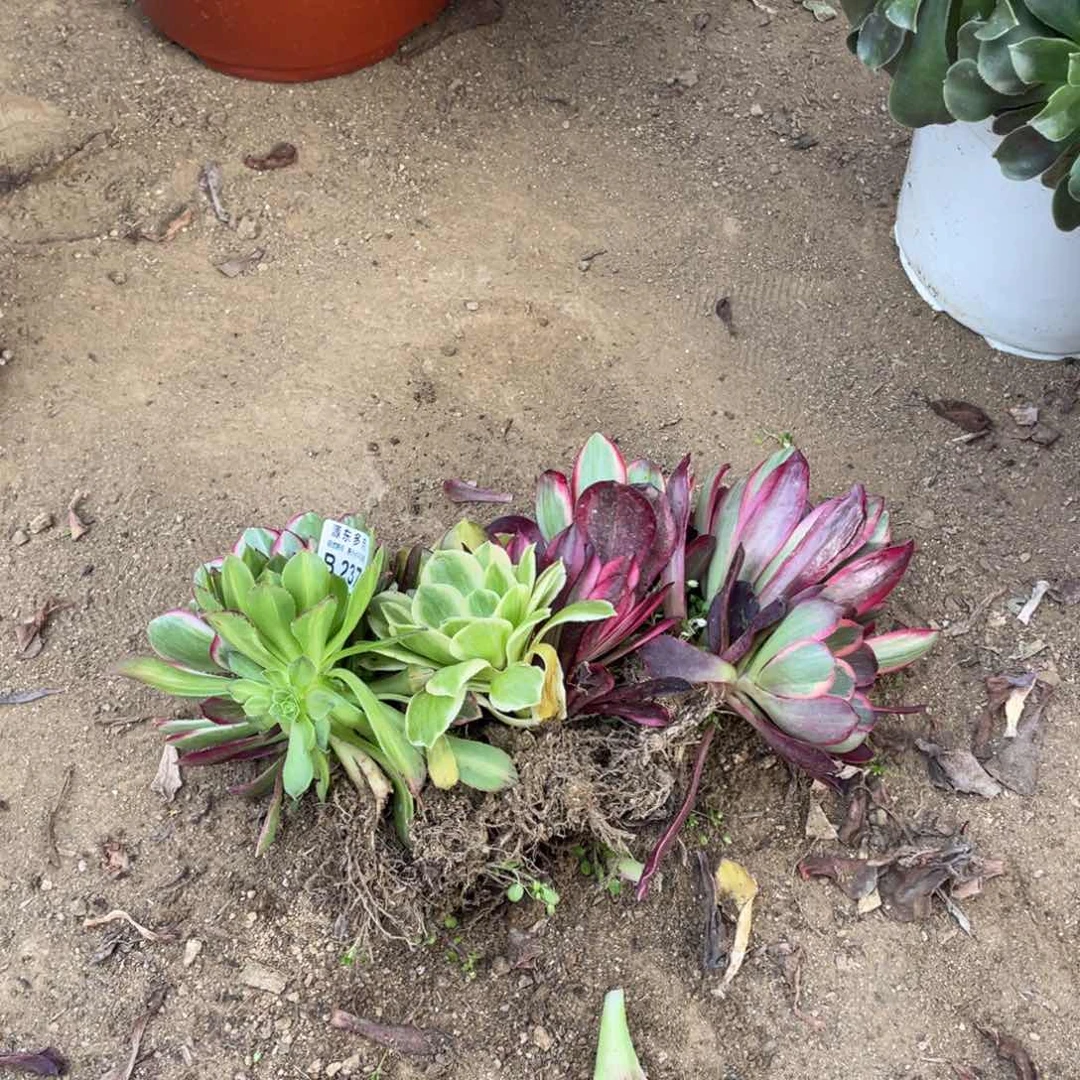 237八颗单头多肉法师断枝不包量