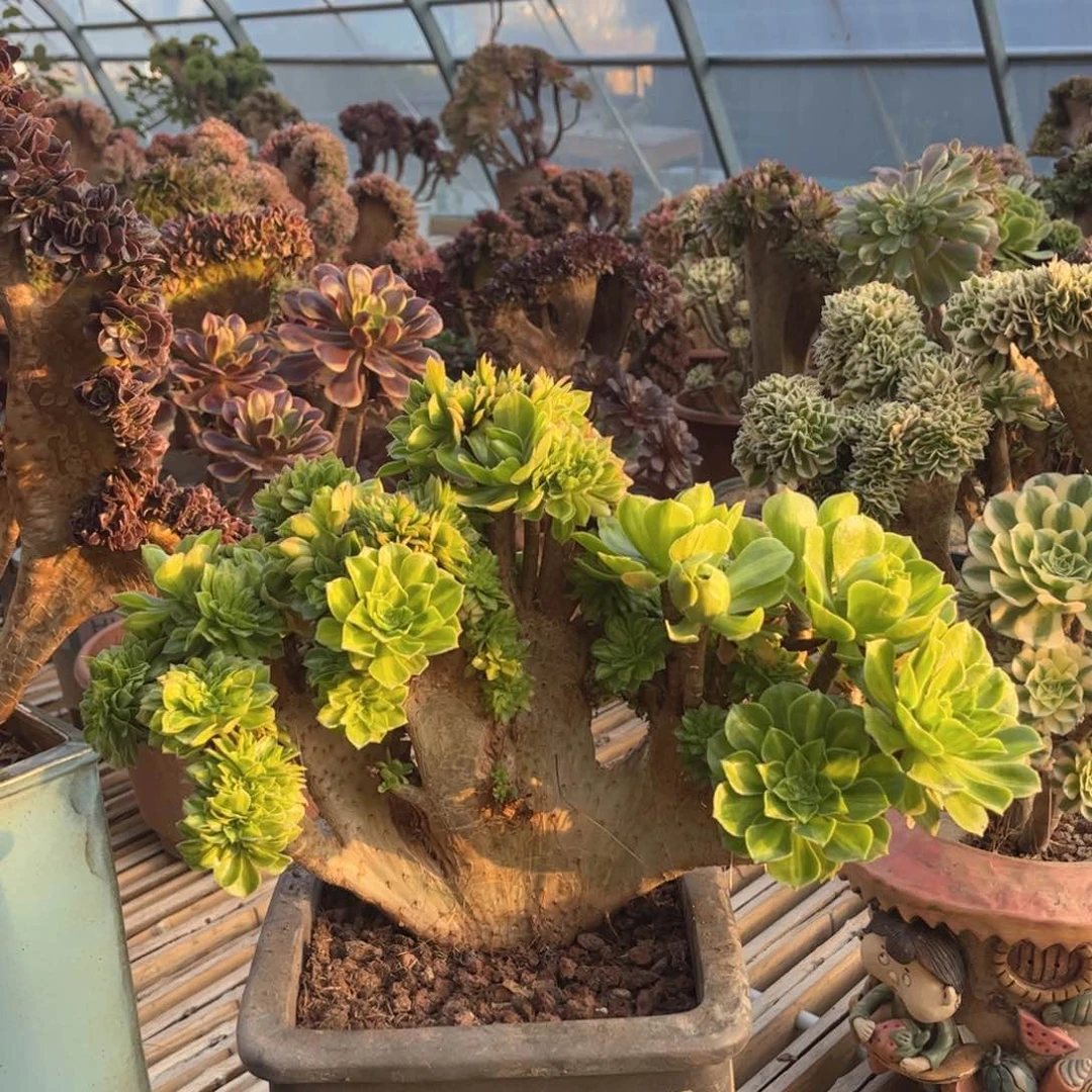 翡翠琉璃小瑕疵福利