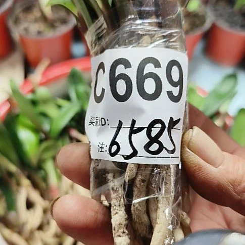 W***完全开放0669066900