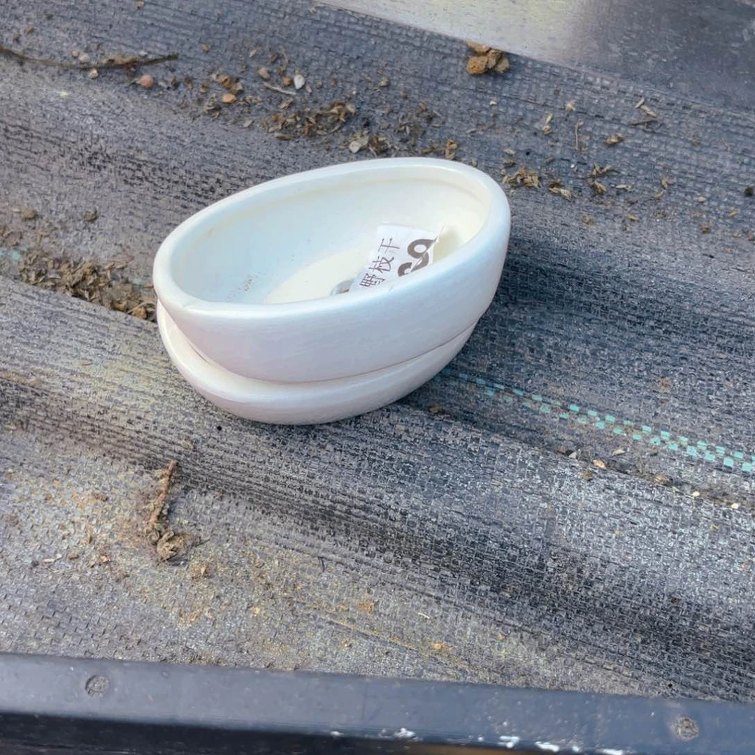 J****^两个白盆969。