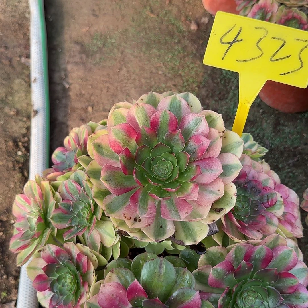 4323-雨荷多头多肉