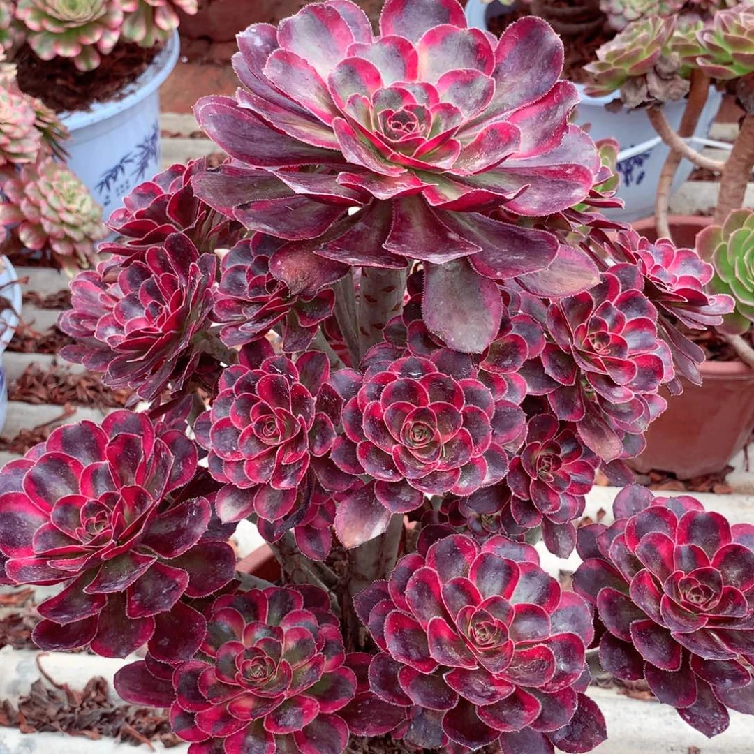 丽娜锦，多肉植物的
