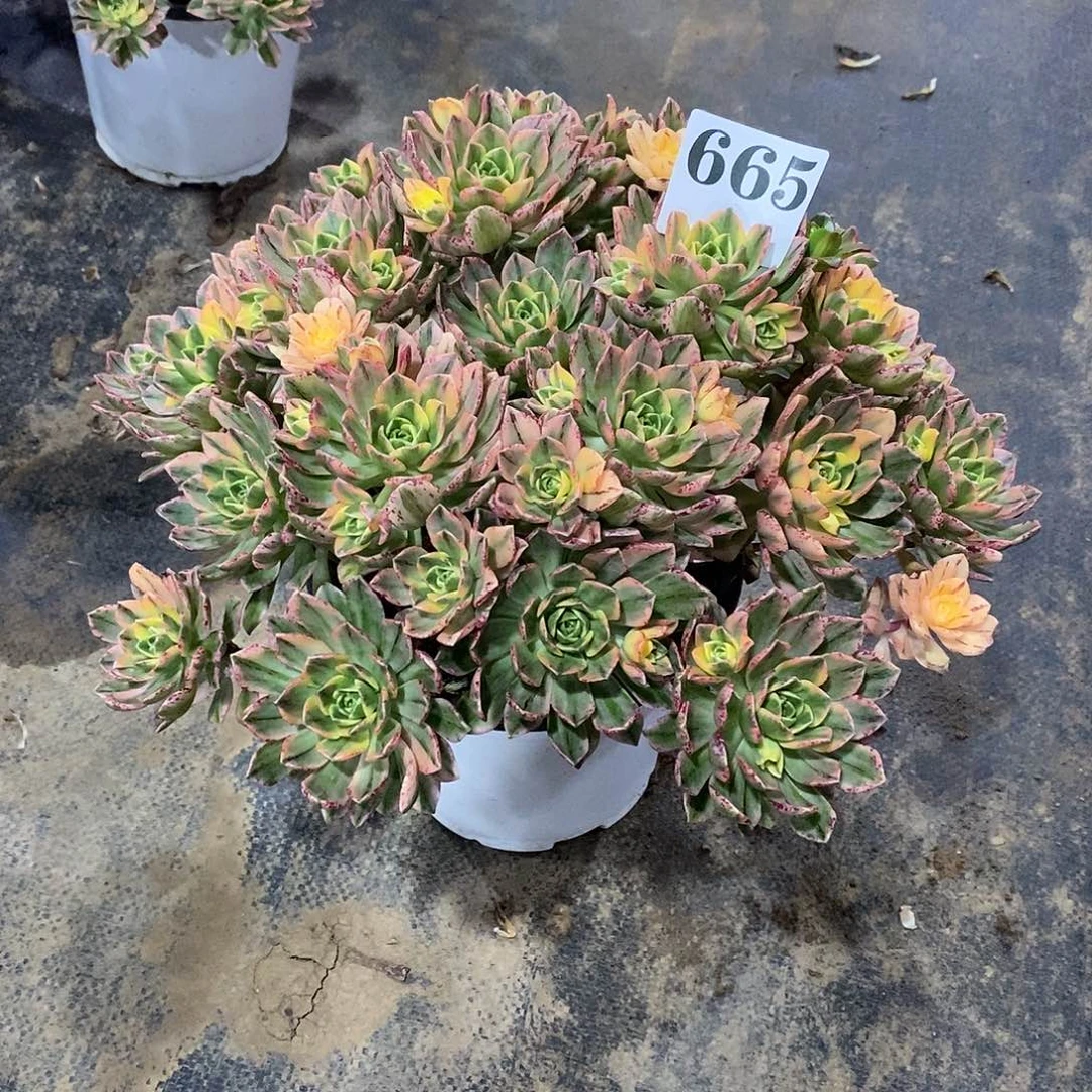 朵*猫甜茶锦665多肉法师