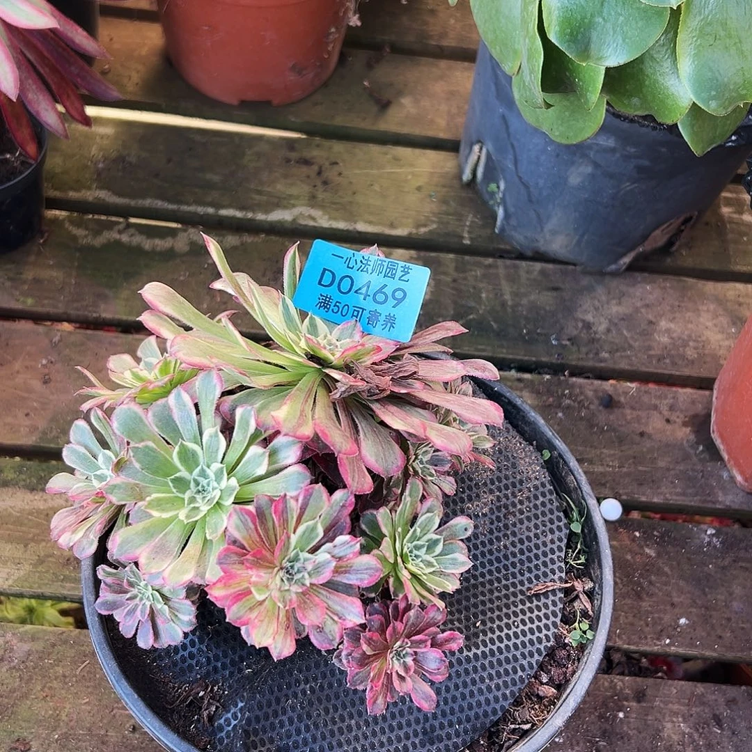 多肉植物多肉植物0469同花顺