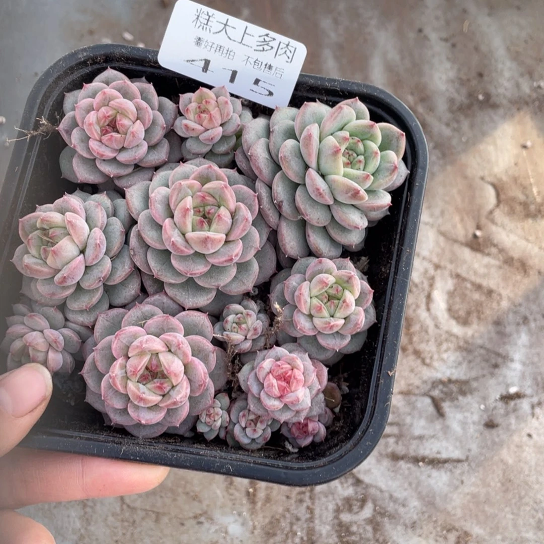 糕大上多肉植物415