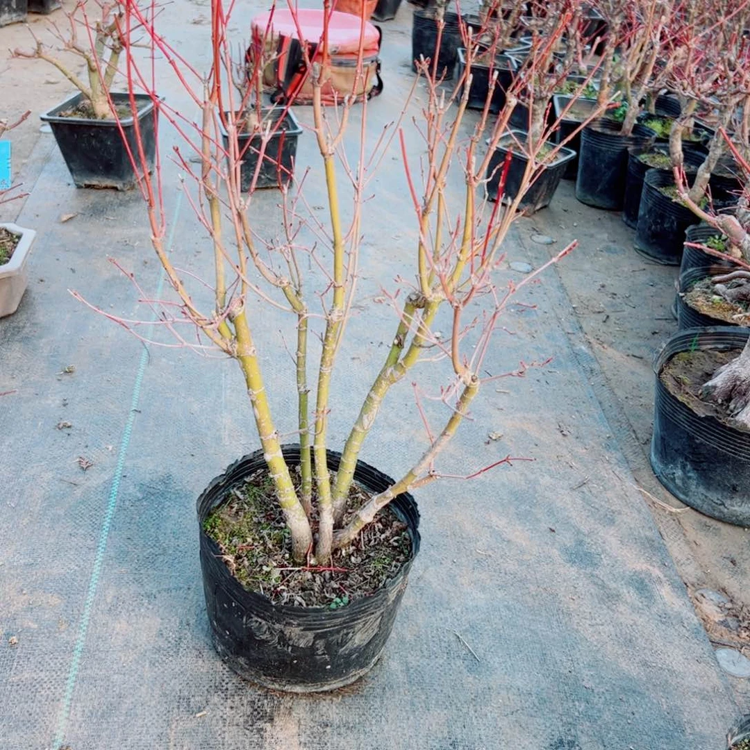 包***爱枫树枫树枫树等