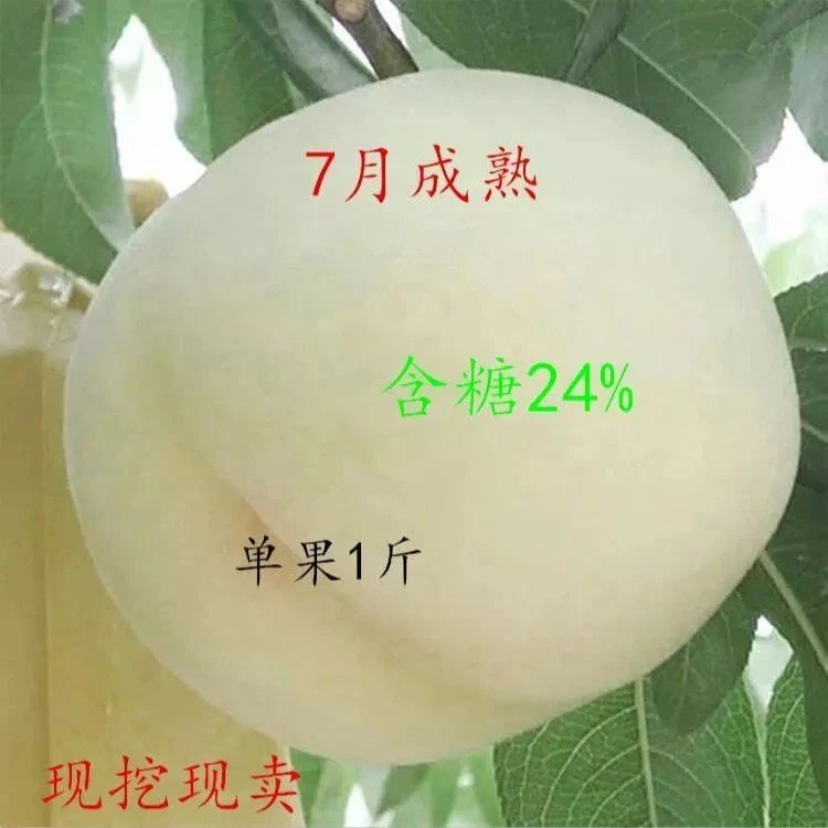 嫁接桃树苗白桃树苗特大果高糖 离核 汁多甜如蜜 7月成熟单果一斤
