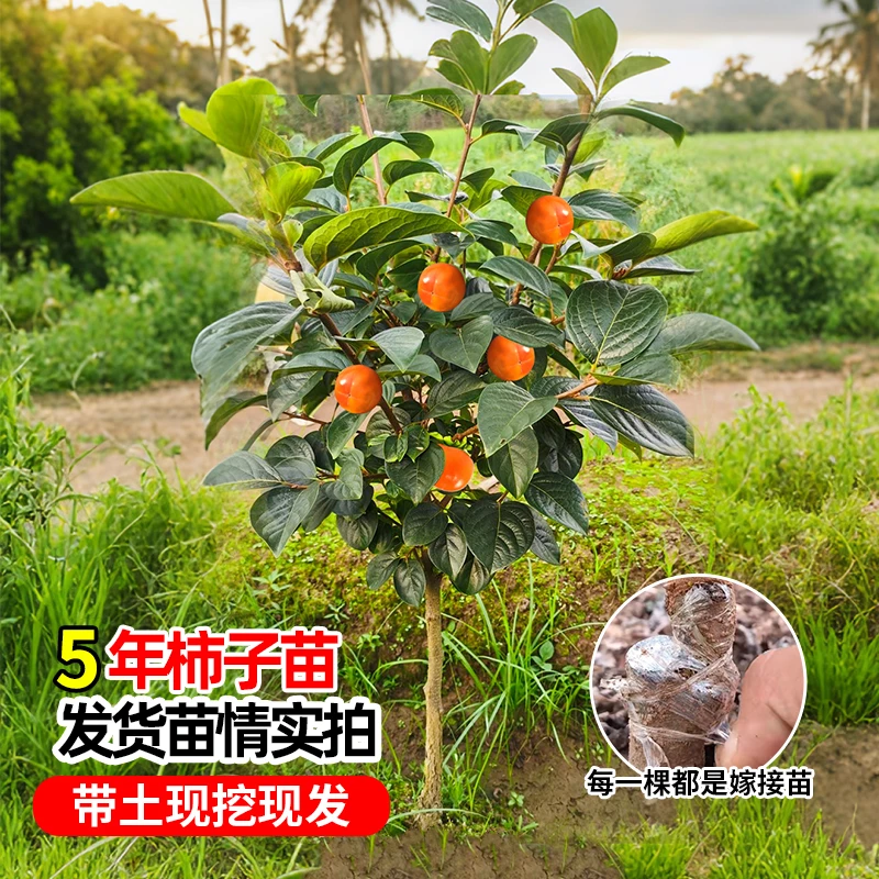 脆甜火晶柿子树苗嫁接果树苗南北方种植地栽脆甜柿子树苗当年结果