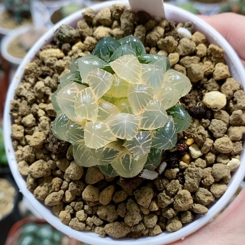 【闪购商品】90糊斑蓝镜玉露锦