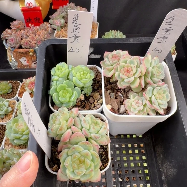 斐***宝菲宝宝三颗一组包邮发货