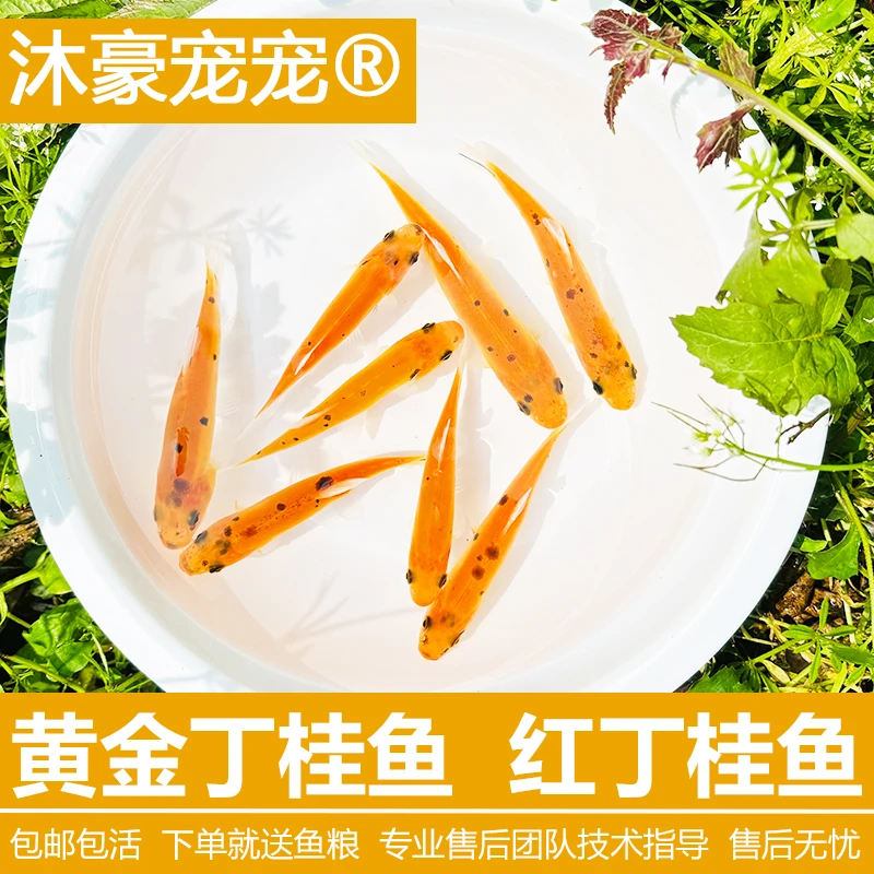 沐豪宠宠【运营推荐】红丁桂鱼耐寒食用原生活体淡水冷水鱼苗包邮