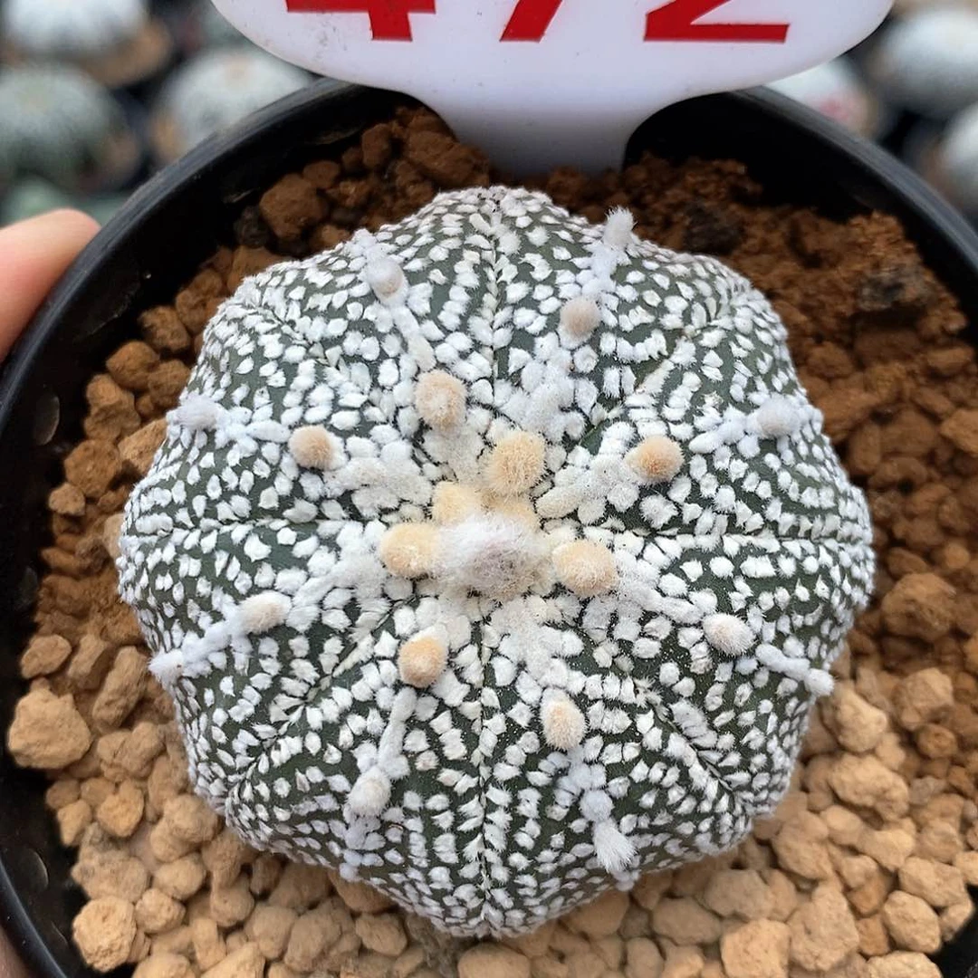 472奇迹海星系列产品