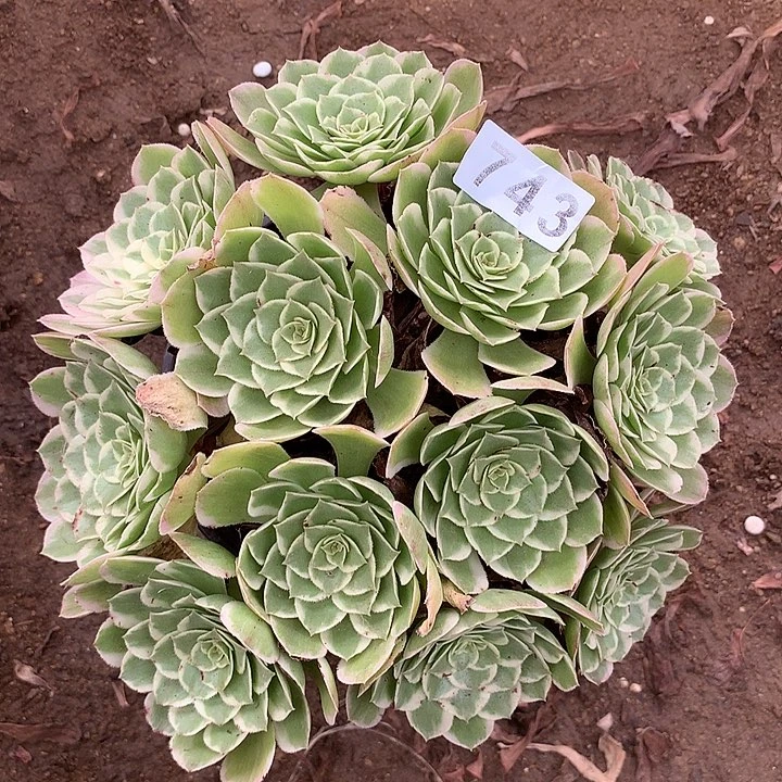 多肉植物孔雀翎743号
