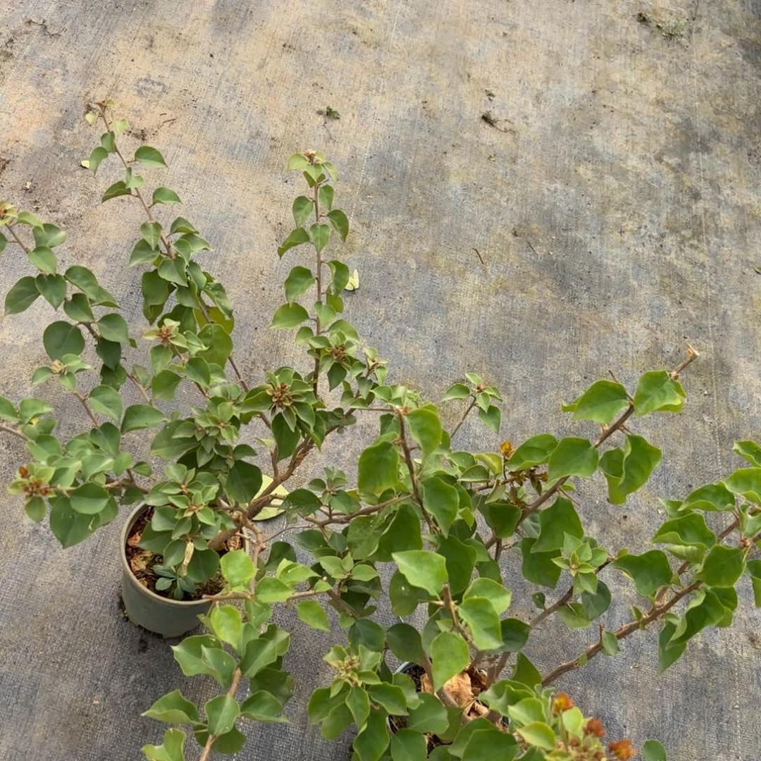 全部花苞（君之幻）三角梅会落花落叶会光杆苗有大有小