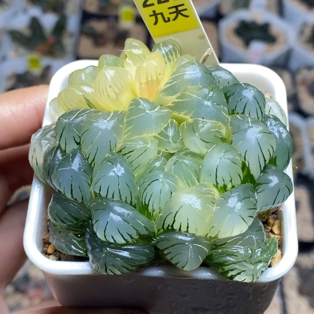 225号实生湖水带盆