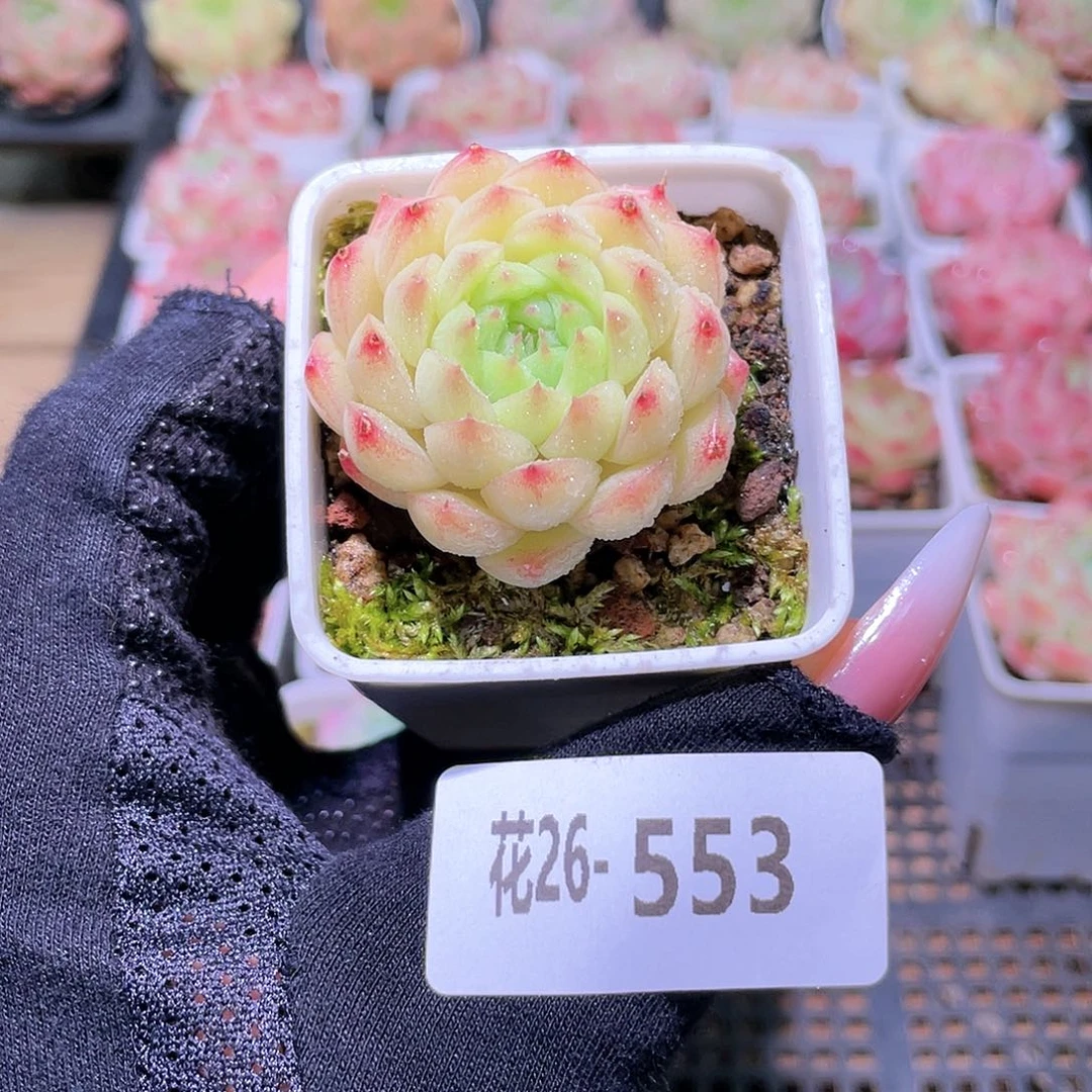 花利美26-553海王
