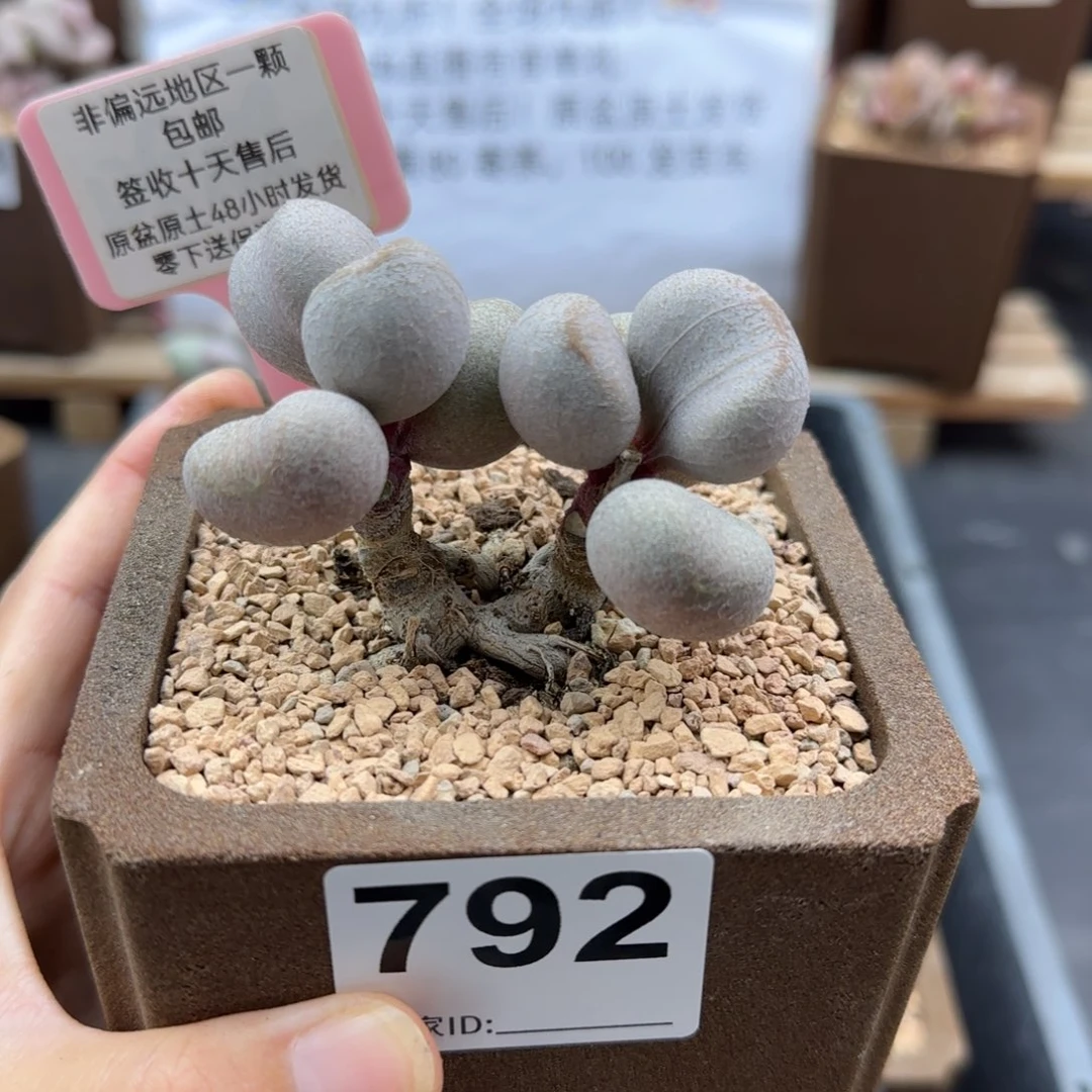 静*～792甜心多肉植物