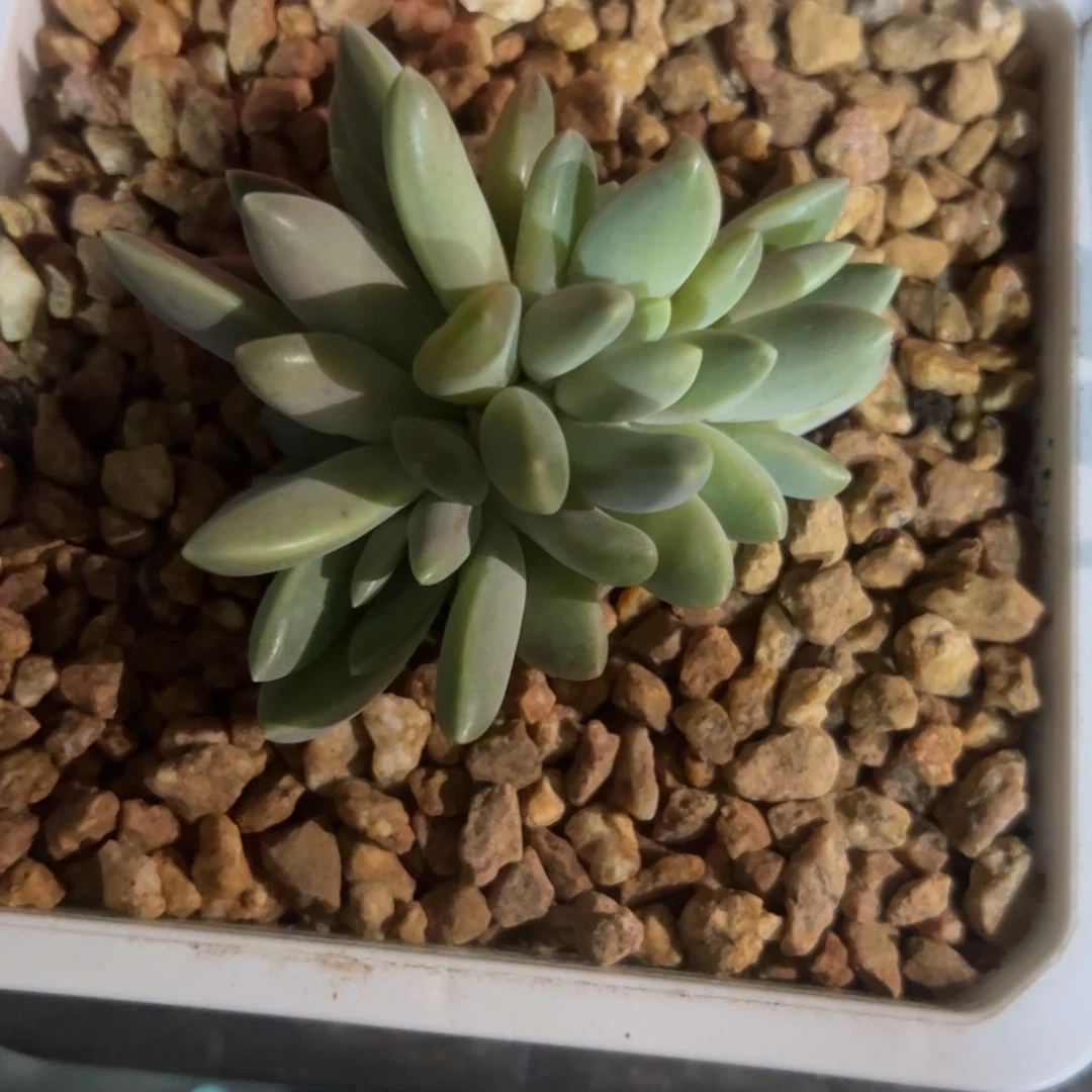 会***猪橙色奇迹，一物一拍