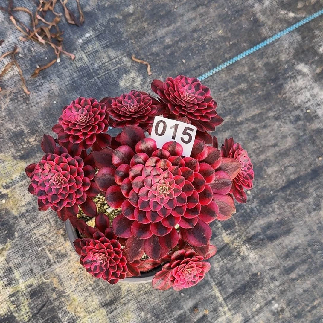 015黑铜超白半木质桩