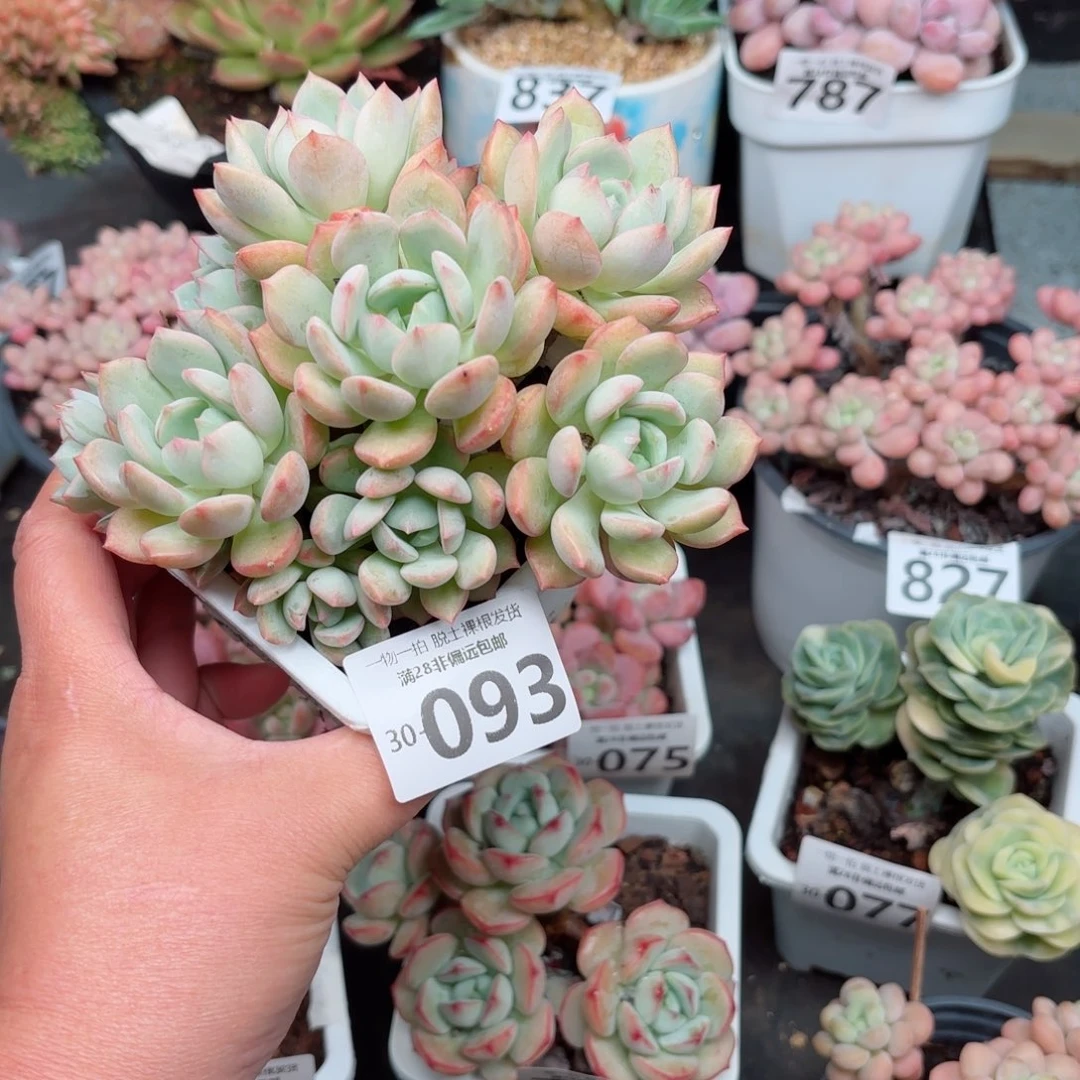 蜜桃格林无盆土发货