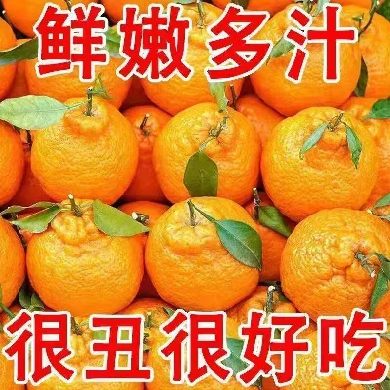 湖北高山丑橘新鲜现摘酸甜多汁X