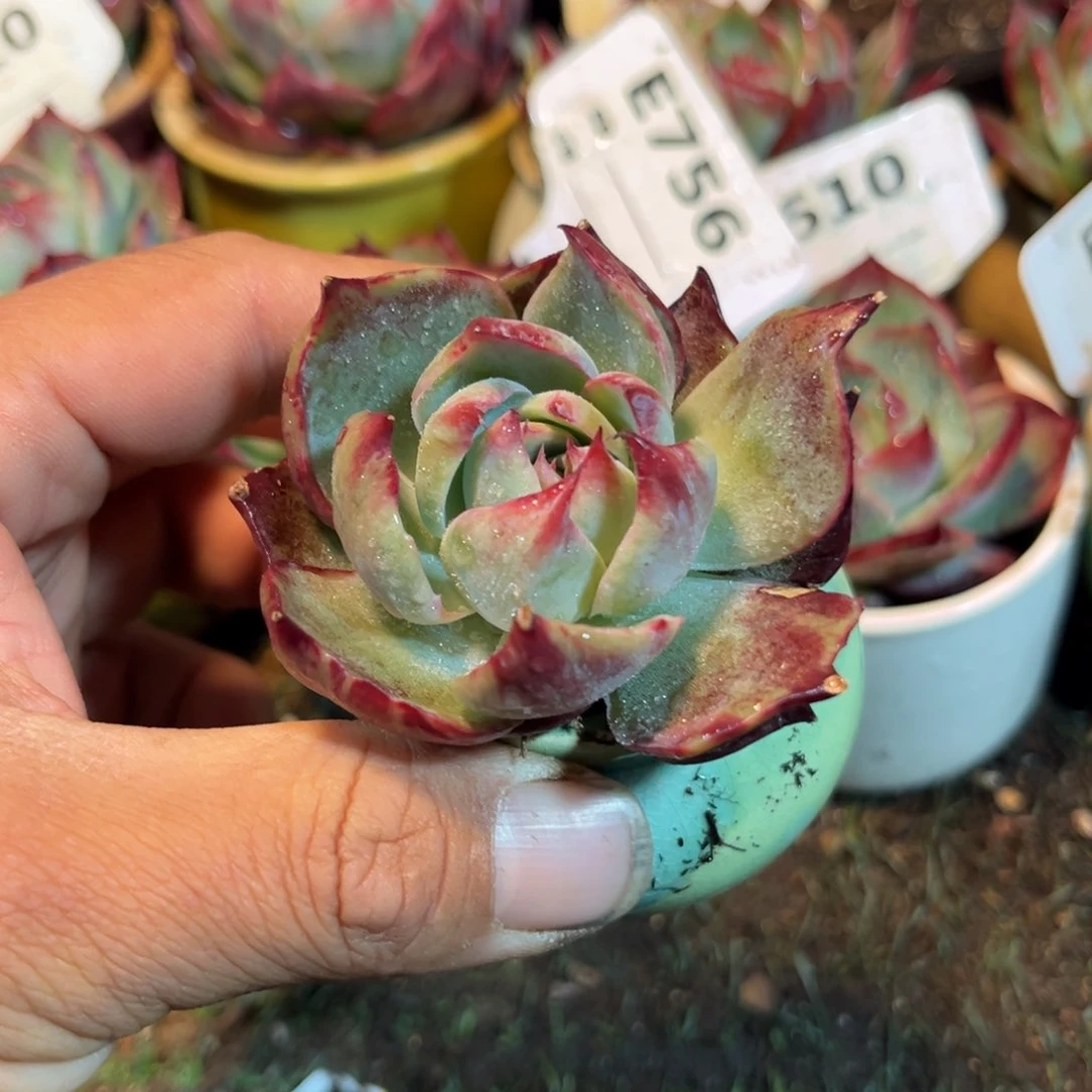 惊鸿一瞥多肉植物