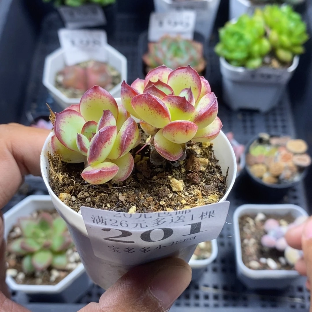 双头肉酱玫瑰一物一拍满20包邮满26送一颗多肉