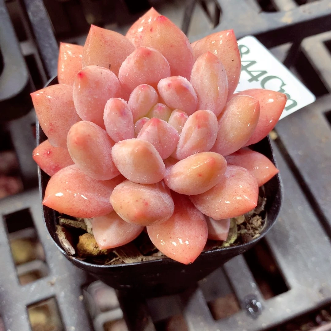 5厘米盆精控多肉844