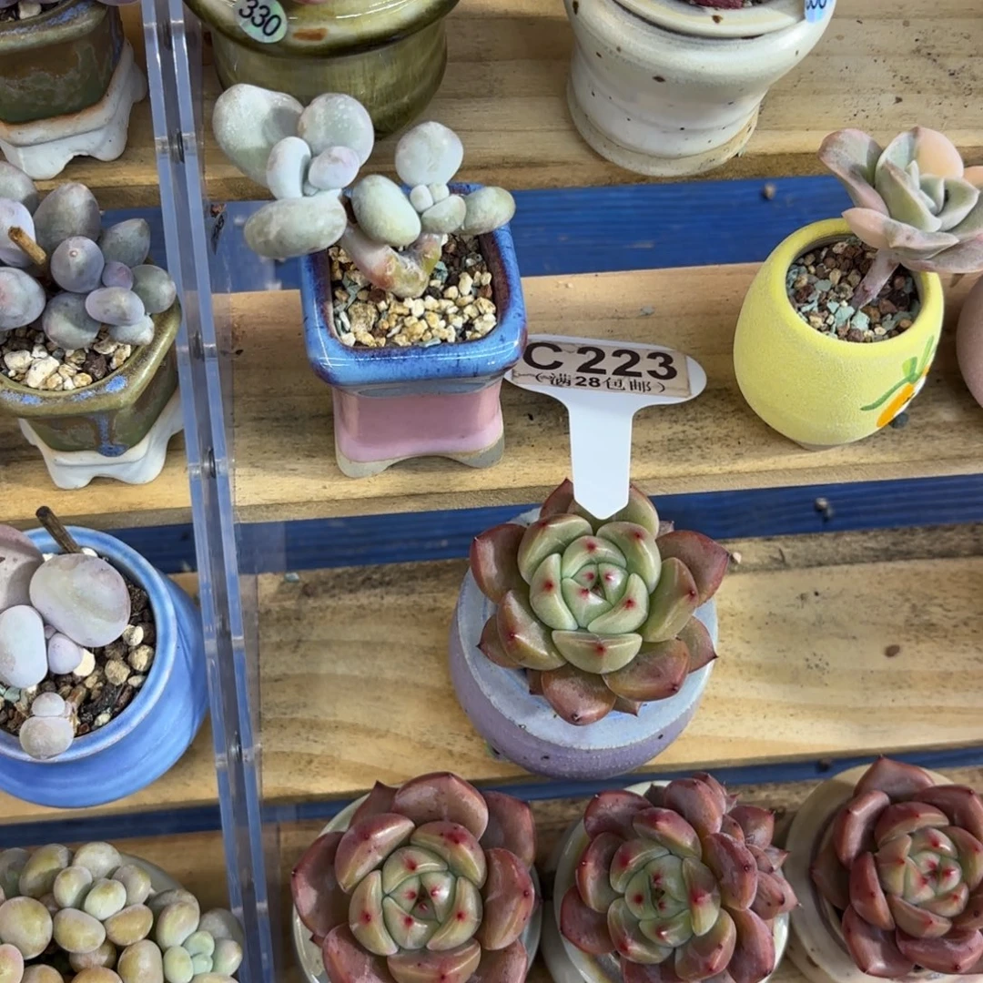 C223油煎丸子一物语拍